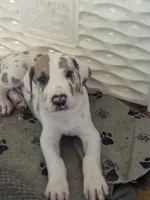 Ricky Jr akc, a male Great Dane for sale in Peyton, CO – 1 of 7