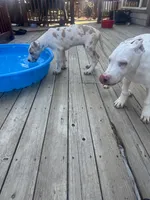 Ricky Jr akc, a male Great Dane for sale in Peyton, CO – 5 of 9