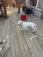 Kelly akc, a female Great Dane for sale in Peyton, CO – 9 of 10