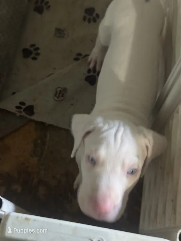 Kelly akc – Great Dane puppy for sale in Peyton, CO