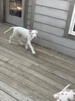 Kelly akc, a female Great Dane for sale in Peyton, CO – 6 of 10