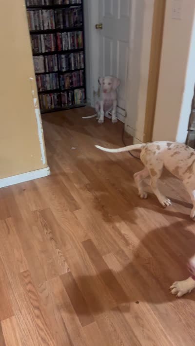 Ricky Jr akc, a male Great Dane for sale in Peyton, CO – 9 of 9