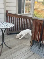 Kelly akc, a female Great Dane for sale in Peyton, CO – 5 of 10