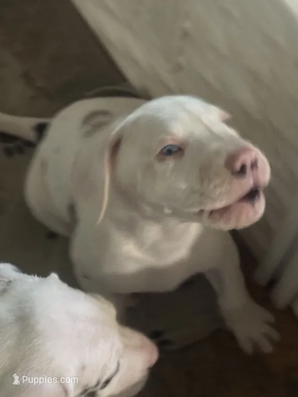Joey akc – Great Dane puppy for sale in Peyton, CO