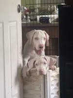 Joey akc, a male Great Dane for sale in Peyton, CO – 4 of 10