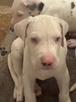Joey akc, a male Great Dane for sale in Peyton, CO – 5 of 6