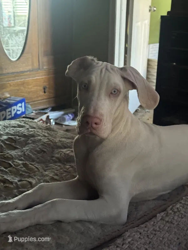 Kelly akc – Great Dane puppy for sale in Peyton, CO
