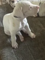 Kelly akc, a female Great Dane for sale in Peyton, CO – 3 of 7