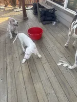 Kelly akc, a female Great Dane for sale in Peyton, CO – 7 of 10
