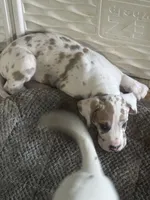 Ricky Jr akc, a male Great Dane for sale in Peyton, CO – 2 of 7