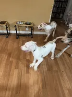 Joey akc, a male Great Dane for sale in Peyton, CO – 2 of 10