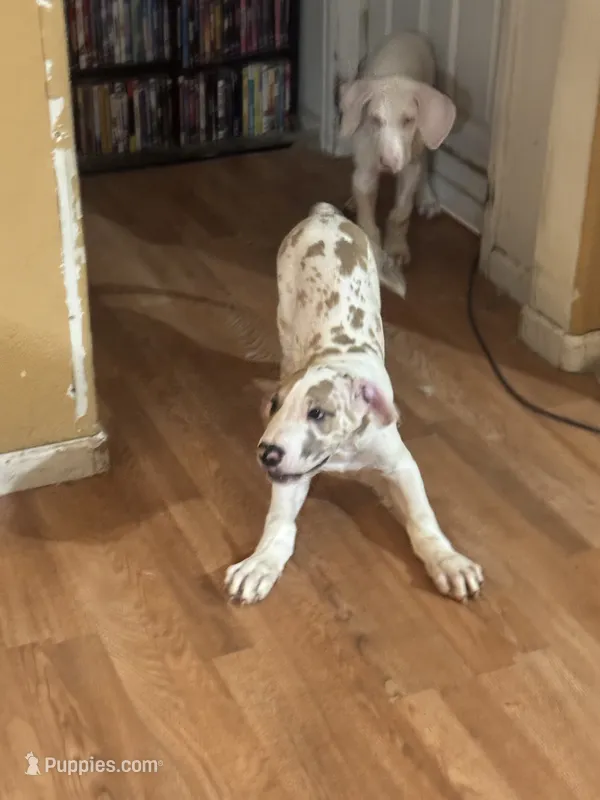 Ricky Jr akc – Great Dane puppy for sale in Peyton, CO