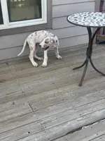 Ricky Jr akc, a male Great Dane for sale in Peyton, CO – 6 of 9