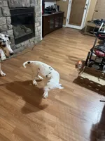 Joey akc, a male Great Dane for sale in Peyton, CO – 6 of 10