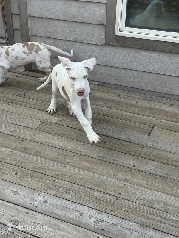 Joey akc – Great Dane puppy for sale in Peyton, CO