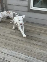 Joey akc, a male Great Dane for sale in Peyton, CO – 1 of 10
