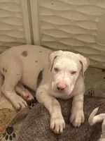 Joey akc, a male Great Dane for sale in Peyton, CO – 3 of 6