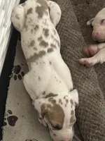 Ricky Jr akc, a male Great Dane for sale in Peyton, CO – 5 of 7