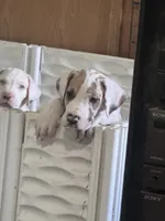 Ricky Jr akc, a male Great Dane for sale in Peyton, CO – 4 of 7