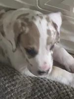 Ricky Jr akc, a male Great Dane for sale in Peyton, CO – 3 of 7