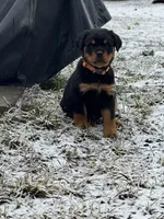 Rottweiler puppy , a female Rottweiler for sale in Spokane, WA – Photo 2 of 4