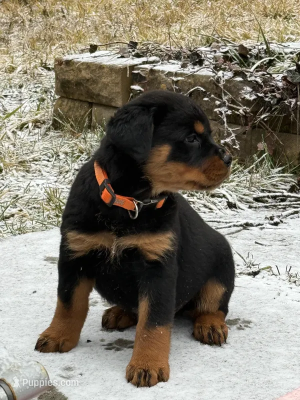 Rottweiler puppy 