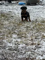 Rottweiler puppy , a female Rottweiler for sale in Spokane, WA – Photo 3 of 4