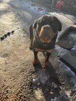 Rottweiler pup, a male Rottweiler for sale in Spokane, WA – Photo 4 of 4