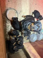 Rottweiler pup, a male Rottweiler for sale in Spokane, WA – Photo 3 of 4