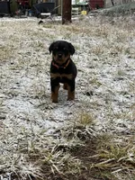 Rottweiler pup, a male Rottweiler for sale in Spokane, WA – Photo 2 of 4