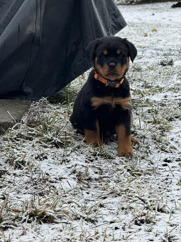 Rottweiler pup