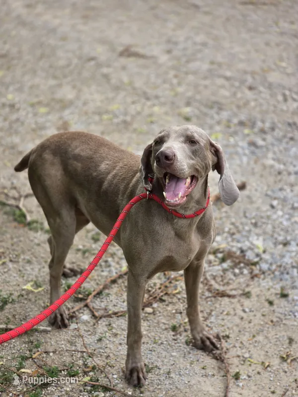 Izzy – Weimaraner puppy for sale in Iowa Falls, IA