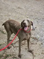 Izzy, a female Weimaraner for sale in Iowa Falls, IA – 1 of 3