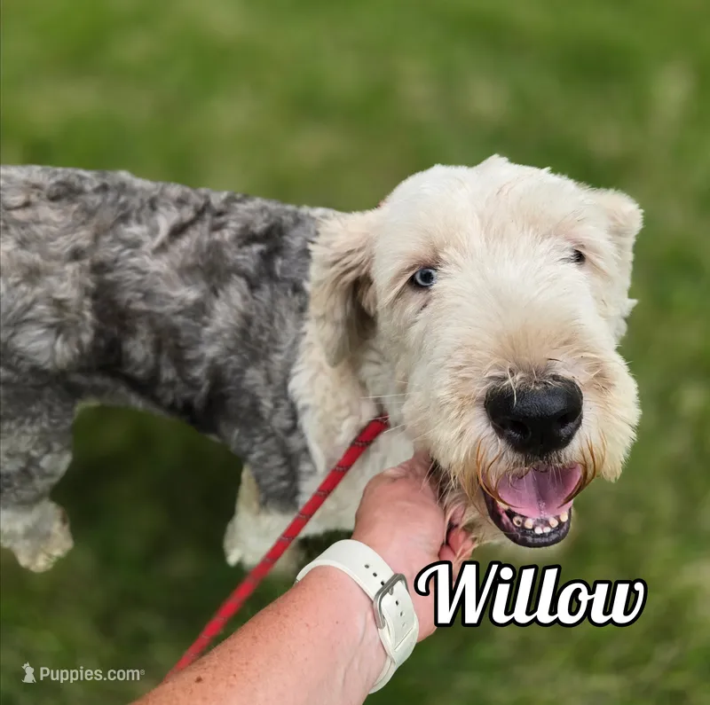 Willow – Old English Sheepdog puppy for sale in Iowa Falls, IA