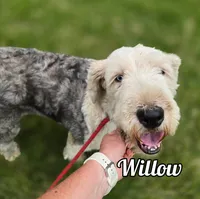 Willow, a female Old English Sheepdog for sale in Iowa Falls, IA – 1 of 1