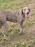 Izzy, a female Weimaraner for sale in Iowa Falls, IA – 3 of 3