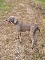 Izzy, a female Weimaraner for sale in Iowa Falls, IA – 2 of 3