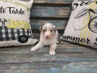 Ellie, a female Australian Shepherd for sale in Paris, TN – 4 of 5