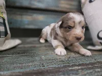Elsie, a female Australian Shepherd for sale in Paris, TN – 4 of 5