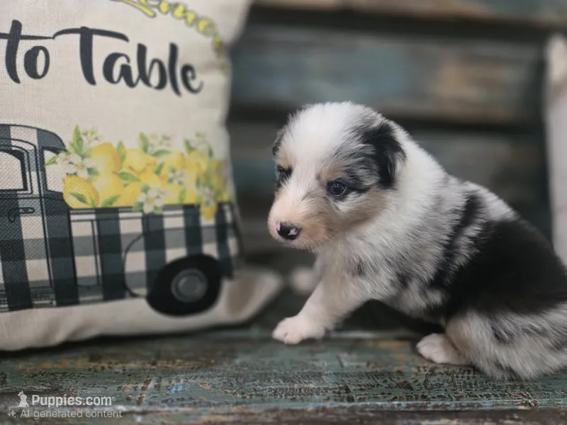 Evie – Australian Shepherd puppy for sale in Paris, TN