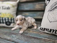 Ellie, a female Australian Shepherd for sale in Paris, TN – 3 of 5
