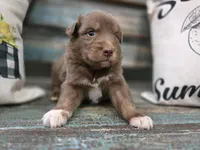 Ember, a male Australian Shepherd for sale in Paris, TN – 2 of 5