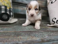 Ella, a female Australian Shepherd for sale in Paris, TN – 5 of 5