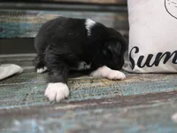 Echo, a female Australian Shepherd for sale in Paris, TN – 4 of 4