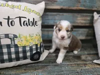 Ella, a female Australian Shepherd for sale in Paris, TN – 3 of 5