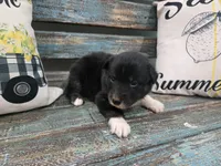 Enzo, a male Australian Shepherd for sale in Paris, TN – 3 of 4