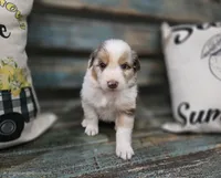 Ella, a female Australian Shepherd for sale in Paris, TN – 4 of 5