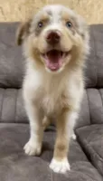 Ellie, a female Australian Shepherd for sale in Paris, TN – 2 of 8