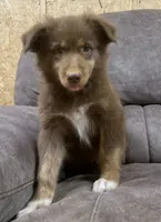 Ember, a male Australian Shepherd for sale in Paris, TN – 2 of 8