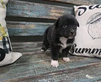 Elina, a female Australian Shepherd for sale in Paris, TN – 2 of 4